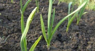 Jak a jak krmit česnek v červenci, aby se zvětšil?